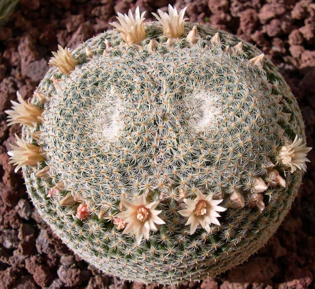 Mammillaria microthele