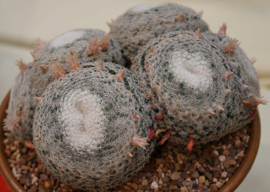 Mammillaria microthele
