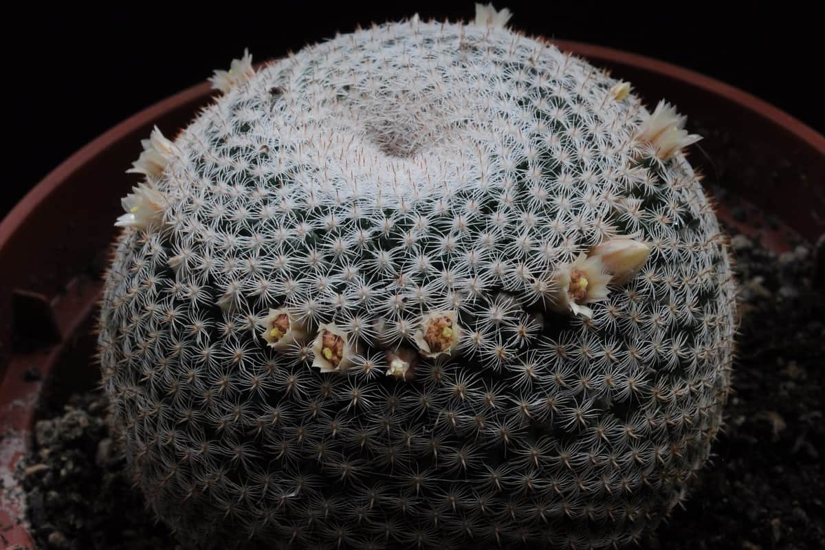 Mammillaria microthele