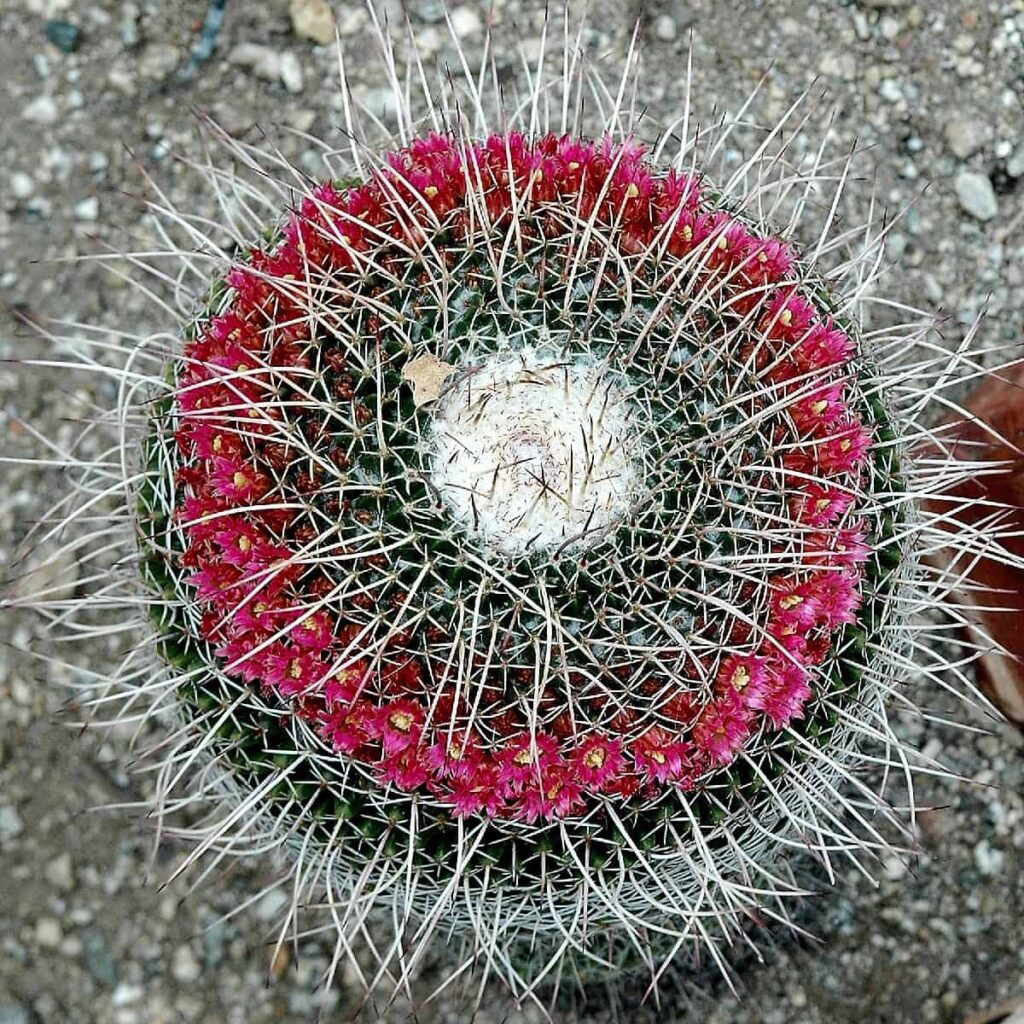 Mammillaria mystax