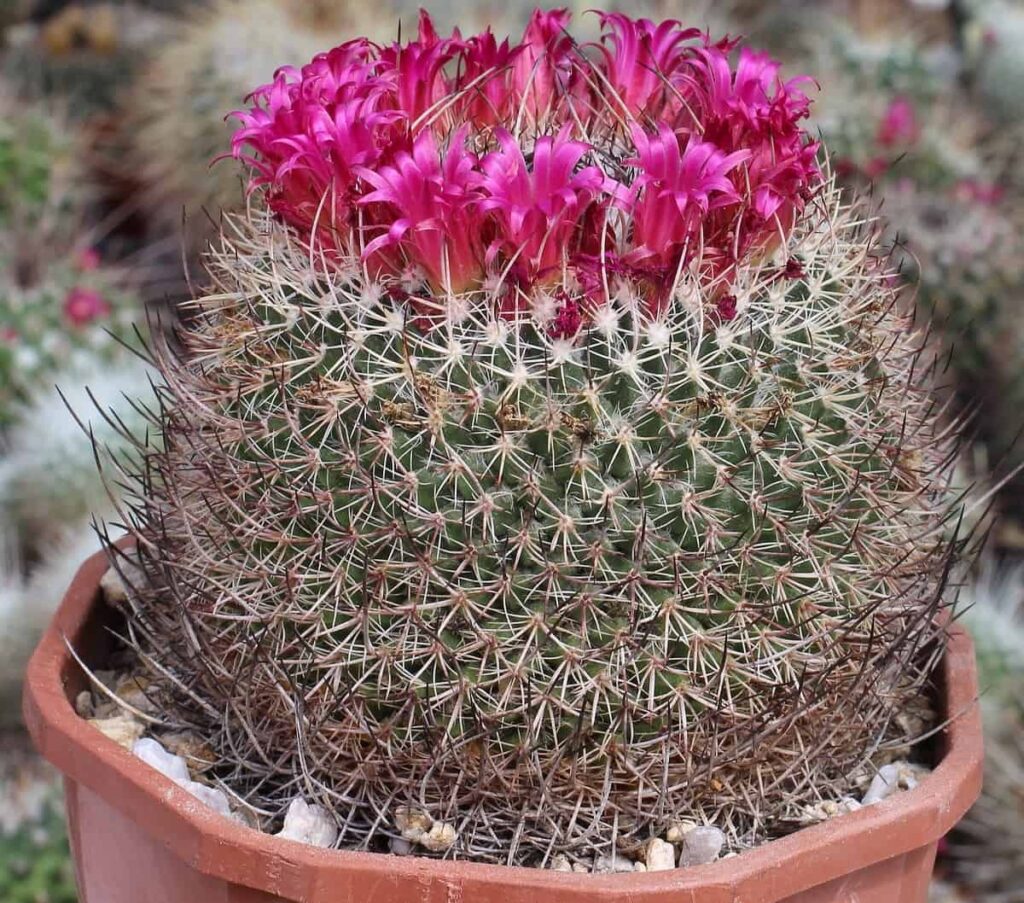 Mammillaria mystax