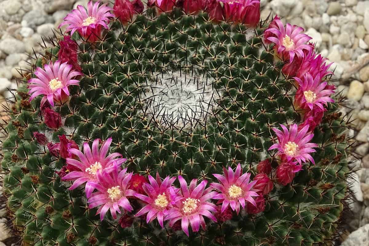 Mammillaria mystax