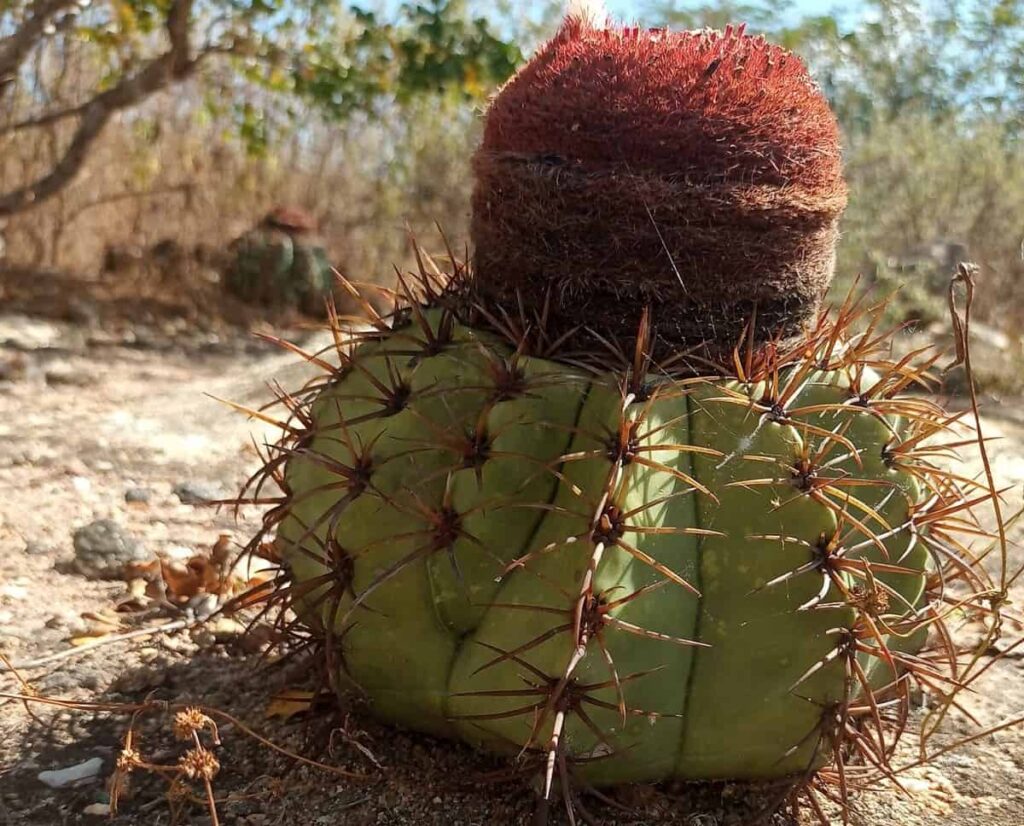 Melocactus zehntneri