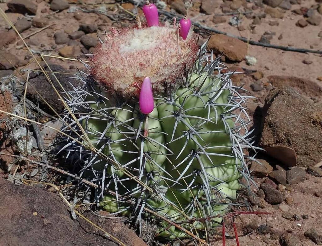 Melocactus zehntneri