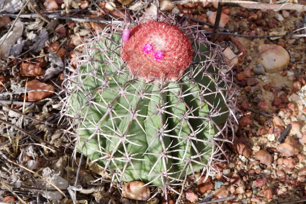 Melocactus zehntneri