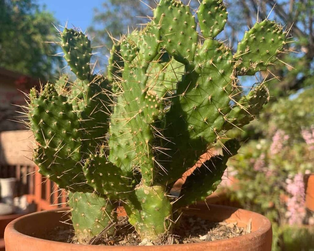 Opuntia falcata