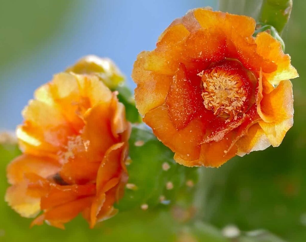 Opuntia falcata flowers