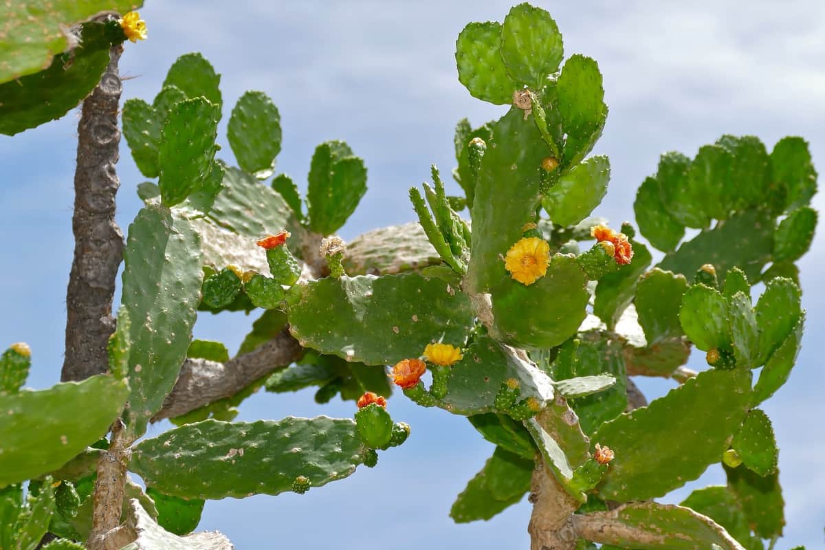 Opuntia falcata