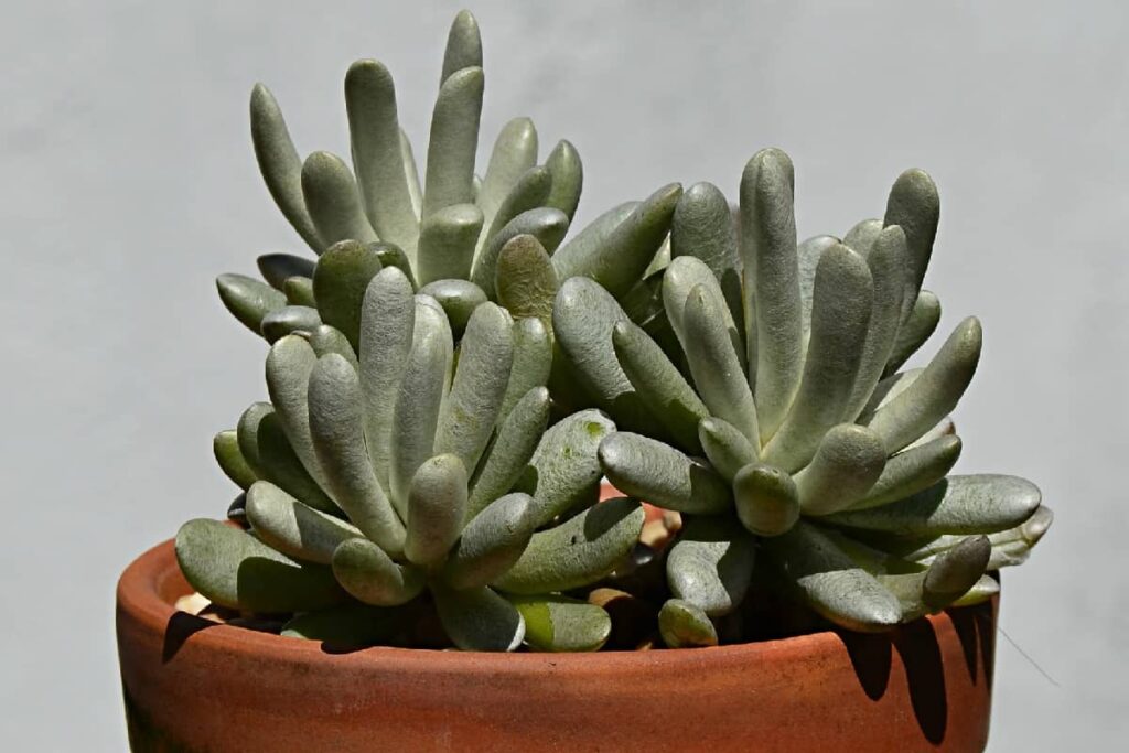 Senecio scaposus