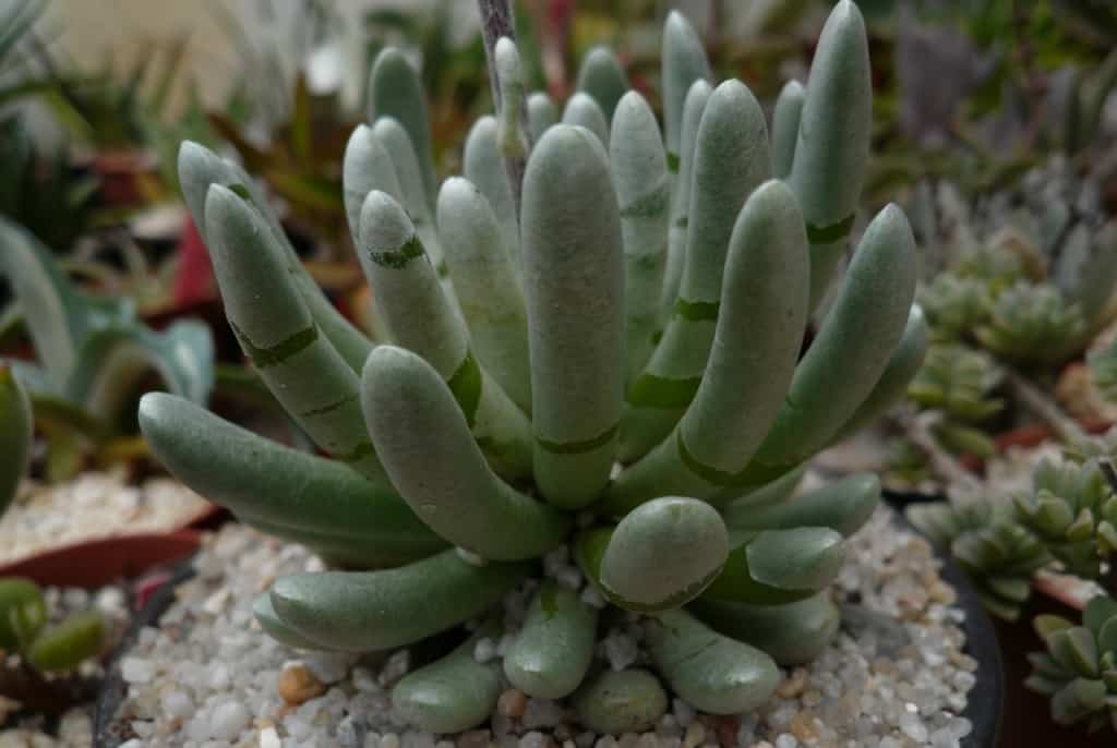 Senecio scaposus