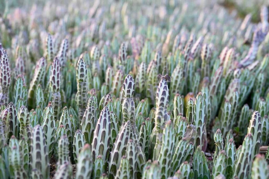 Senecio stapeliaeformis