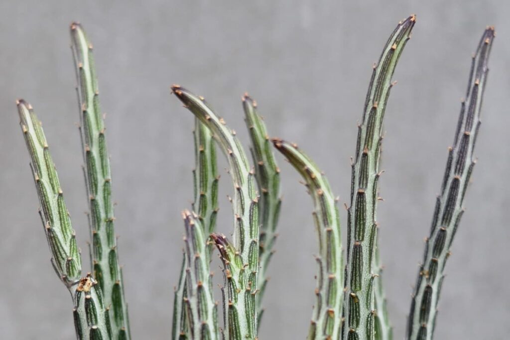 Senecio stapeliiformis