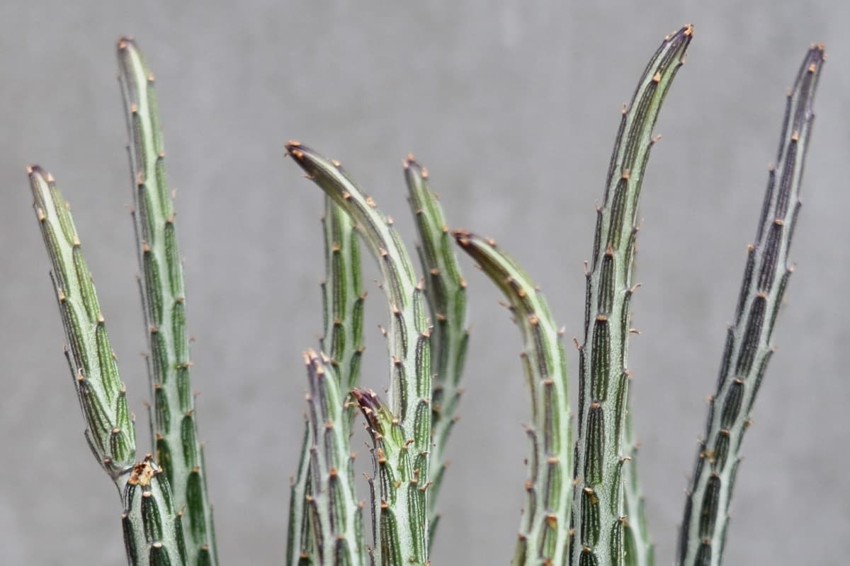 Senecio stapeliiformis
