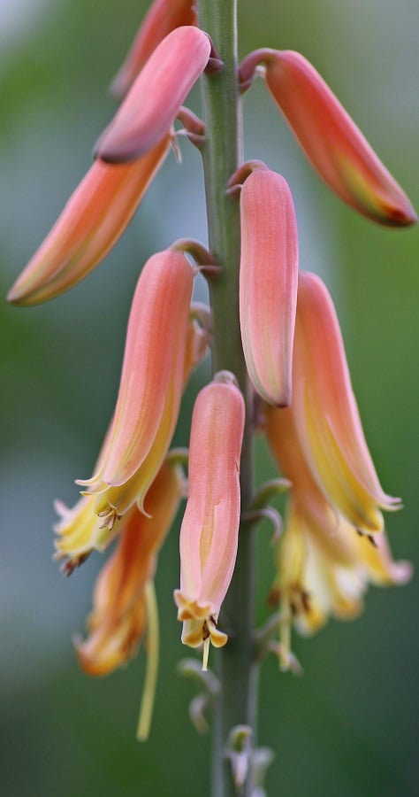 Aloe flowers