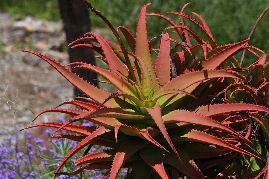 Aloe mawii
