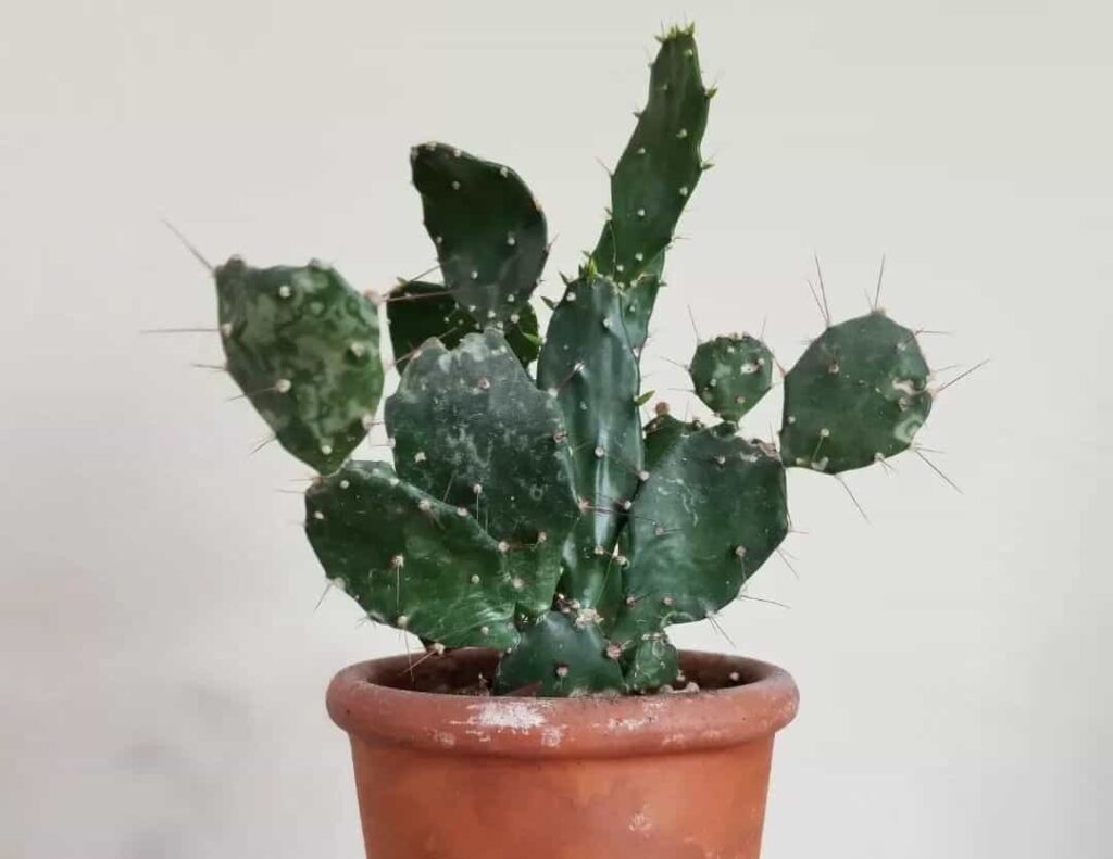 Argentine Opuntia