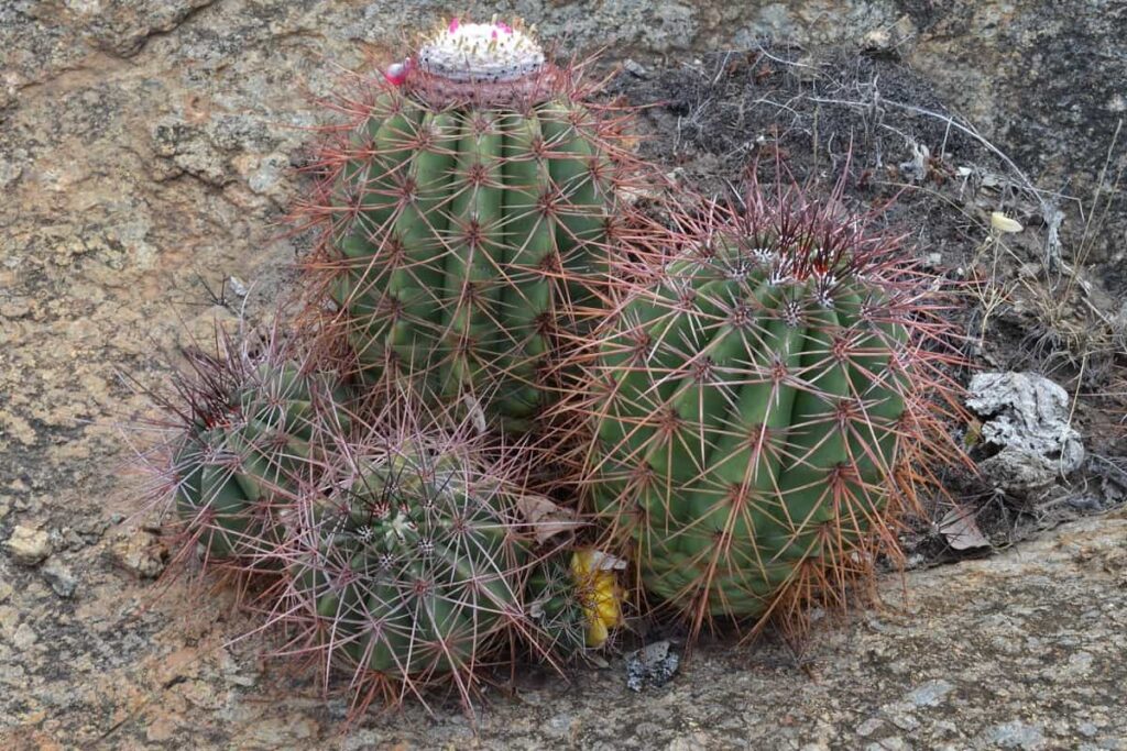 melocactus deinacanthus