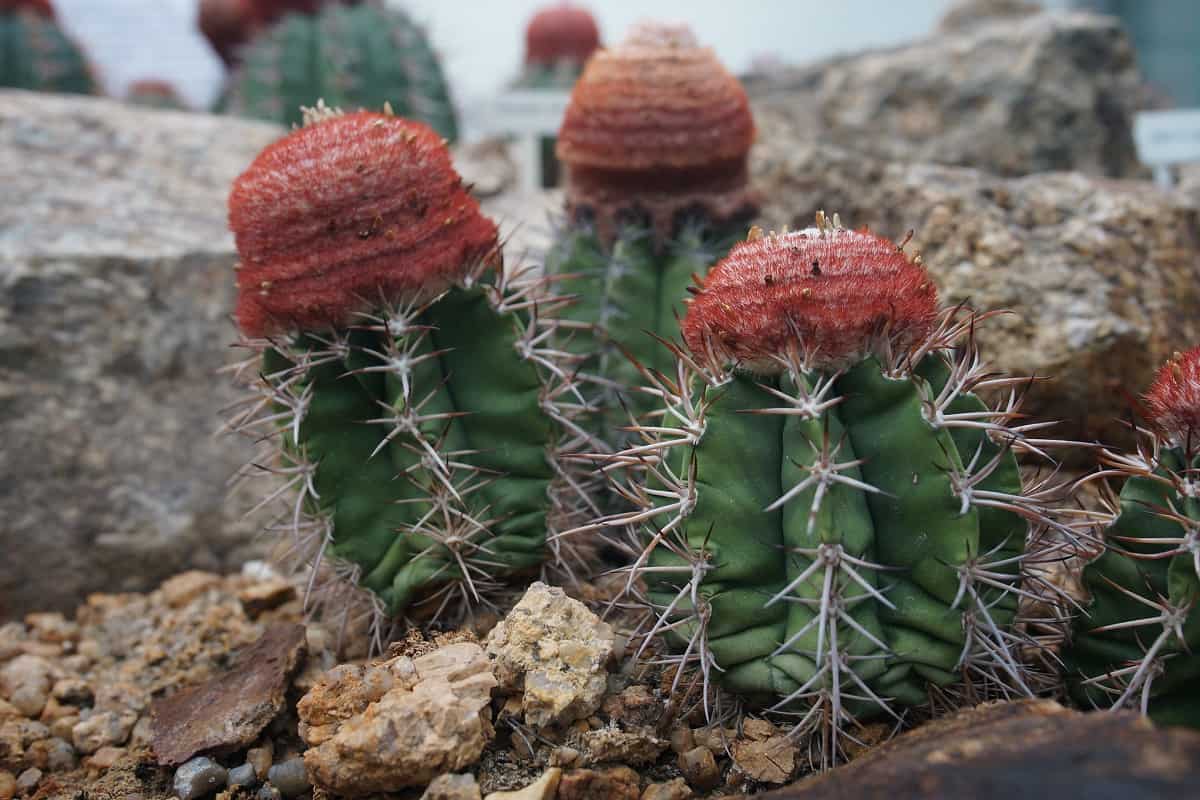 melocactus deinacanthus