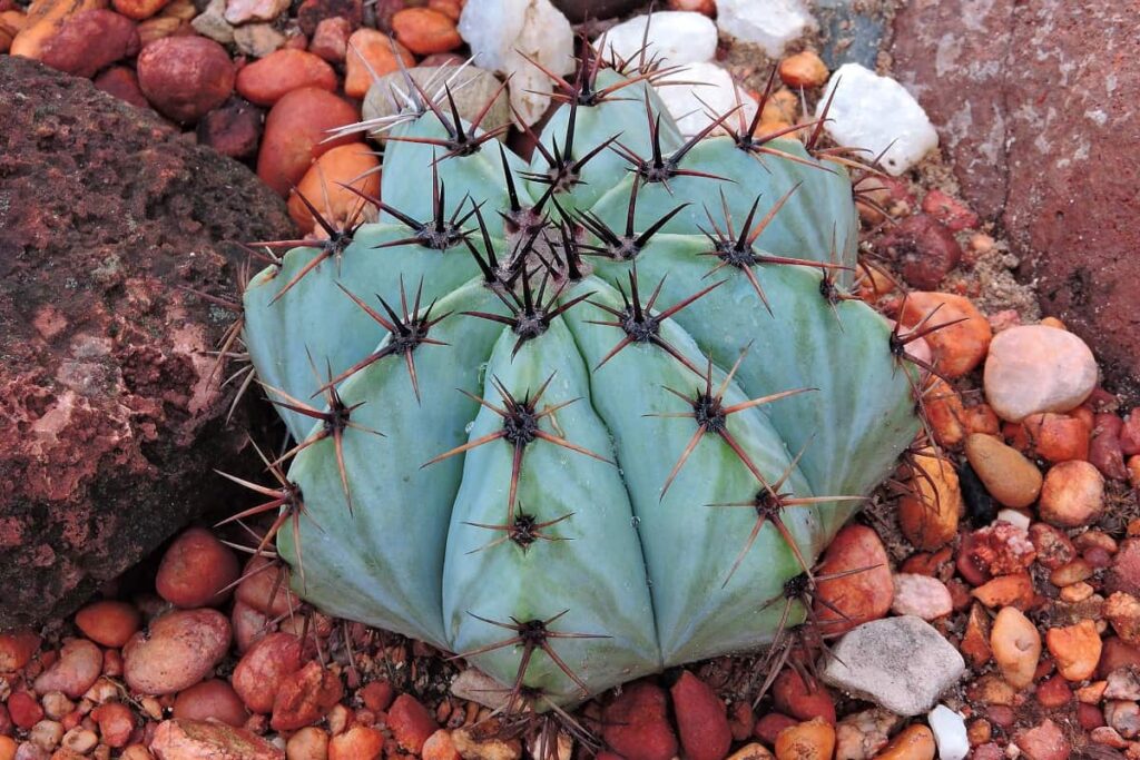 melocactus glaucescens