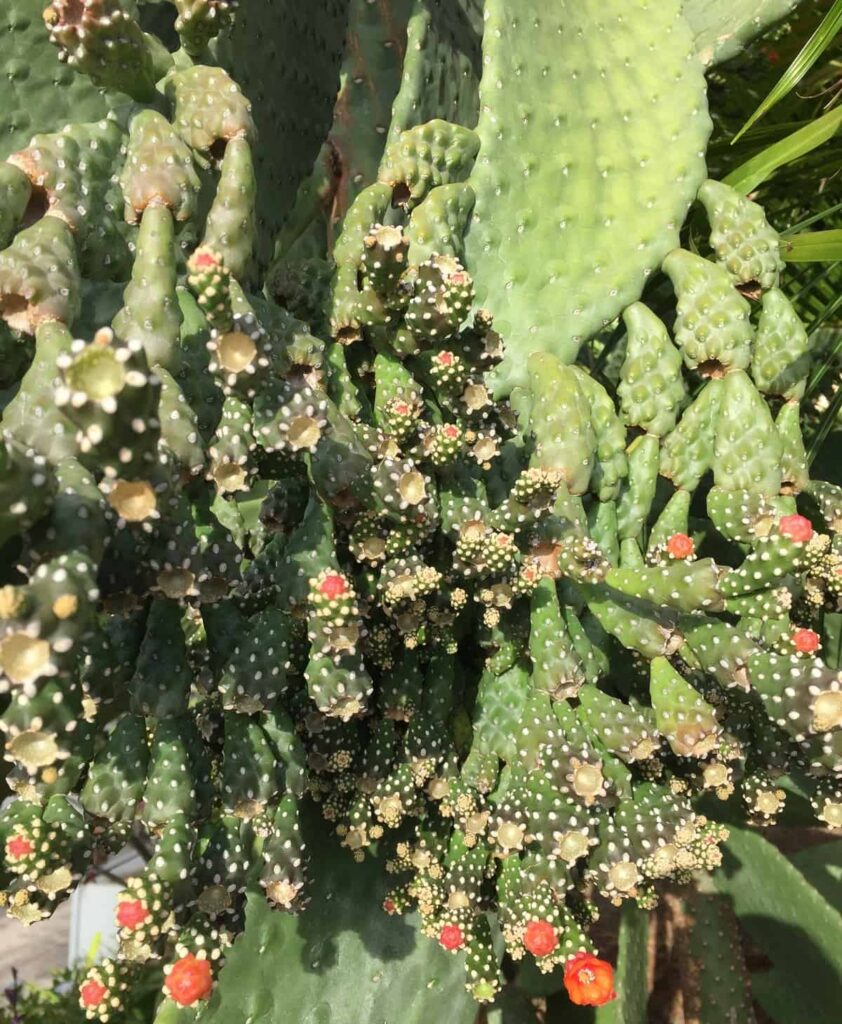 opuntia consolea
