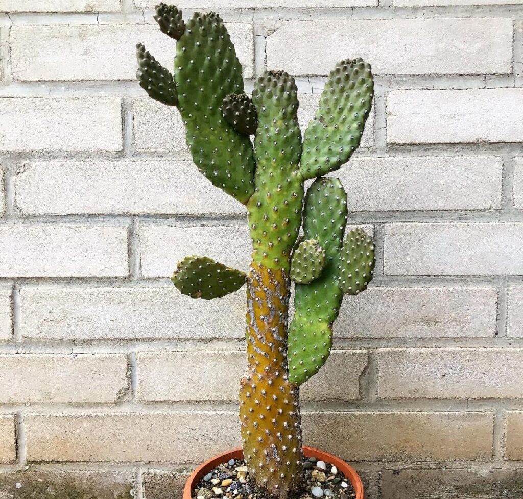 opuntia consolea