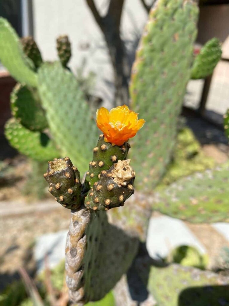 opuntia consolea