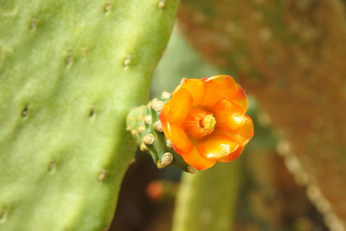 opuntia consolea