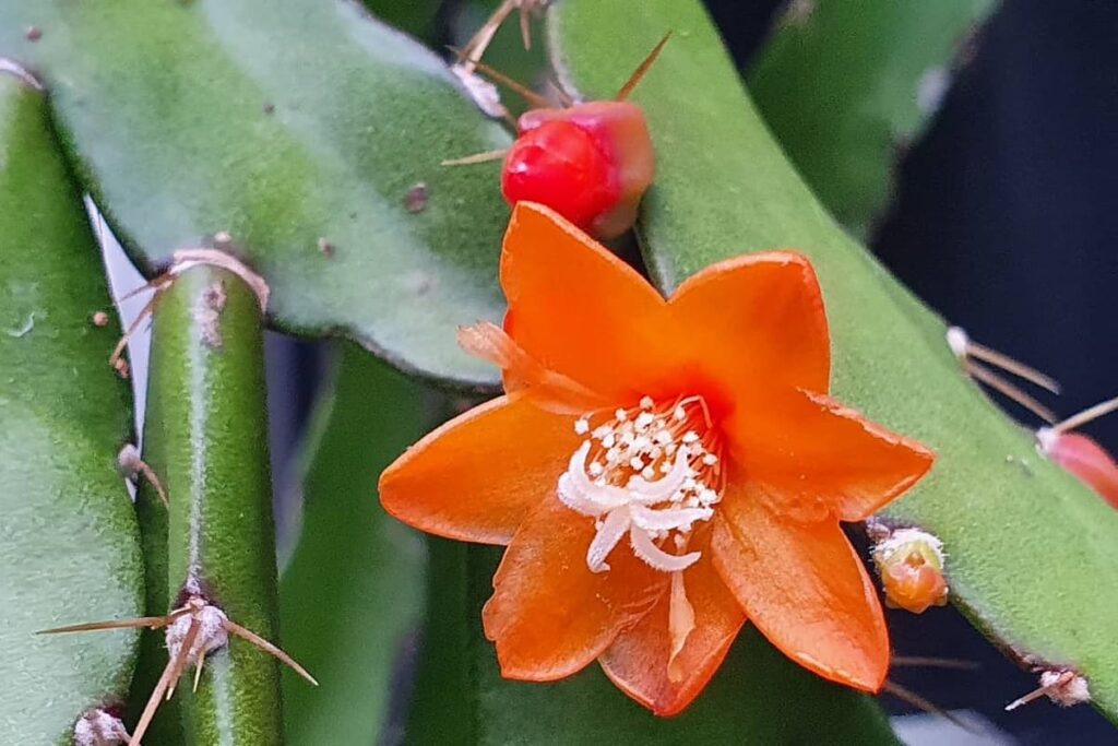 Acanthorhipsalis monacantha