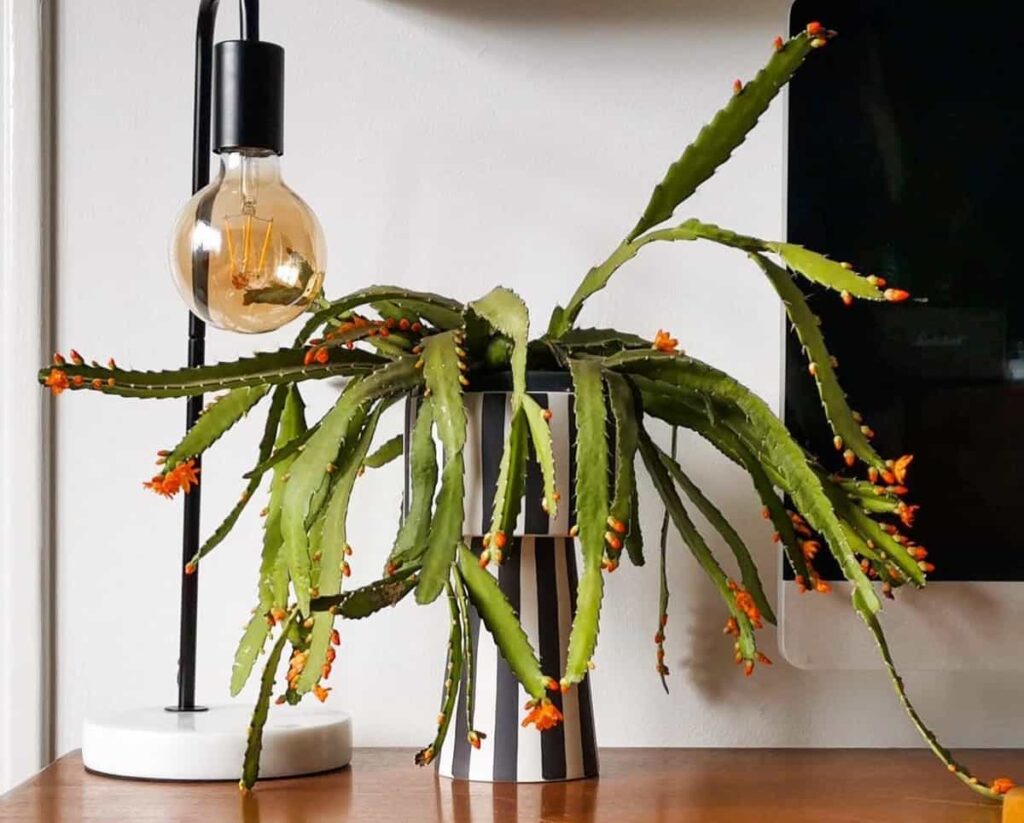 Acanthorhipsalis monacantha