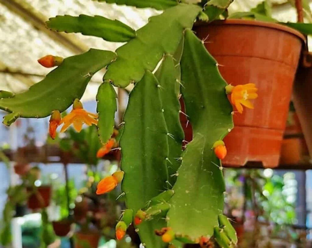 Acanthorhipsalis monacantha
