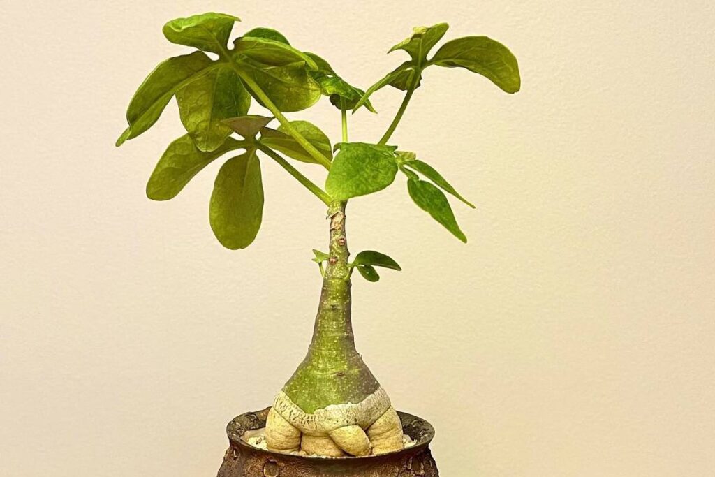Adenia glauca