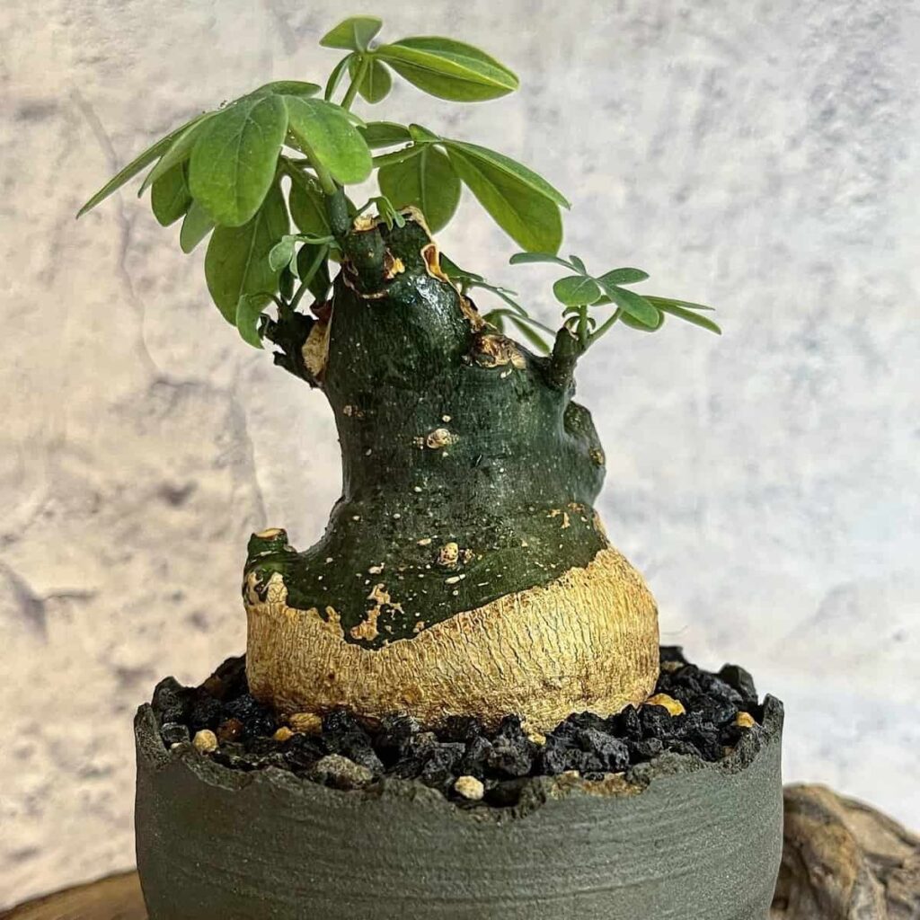 Adenia glauca