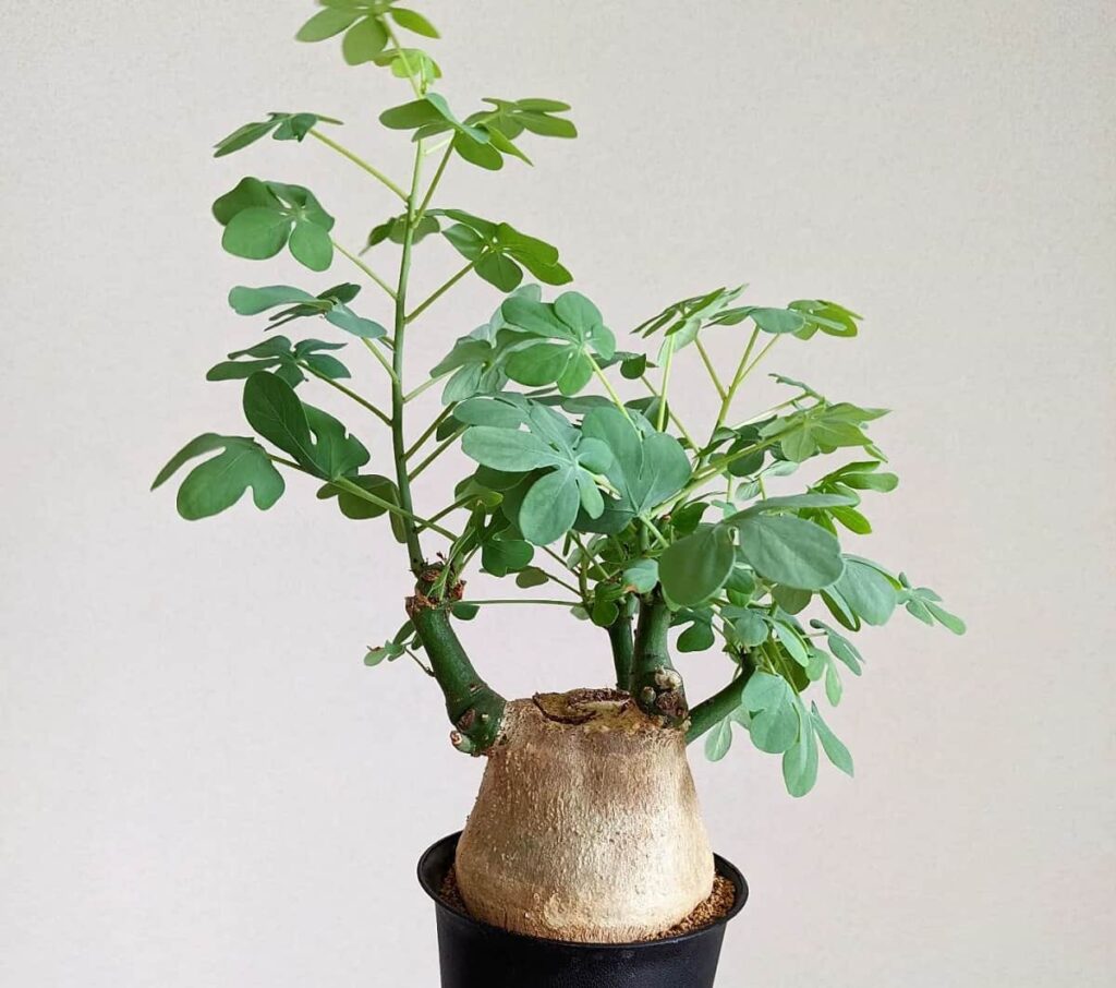 Adenia glauca