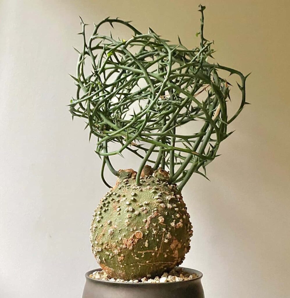 Adenia globosa