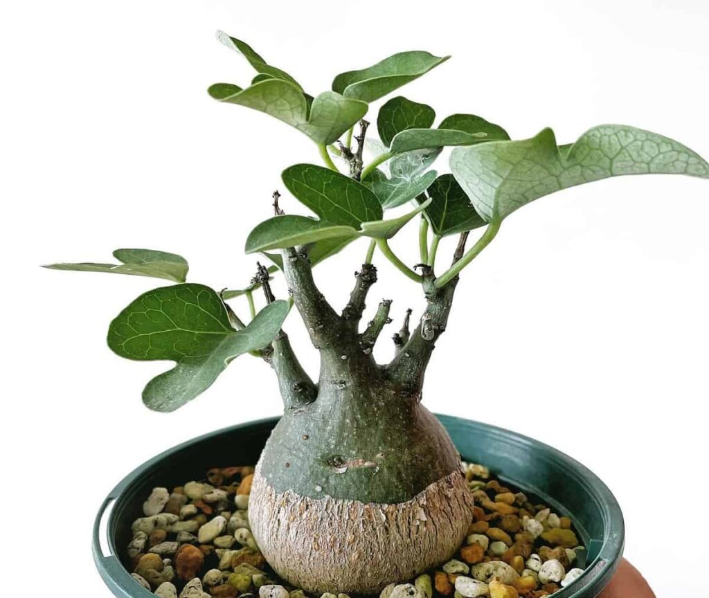 Adenia spinosa