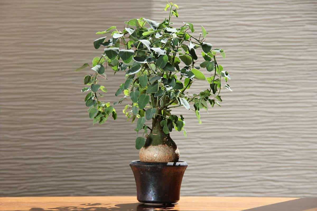 Adenia spinosa
