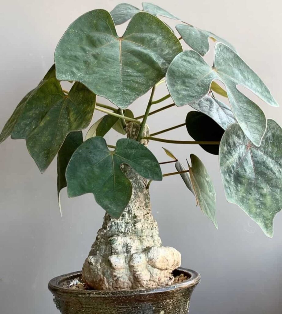 Adenia stylosa