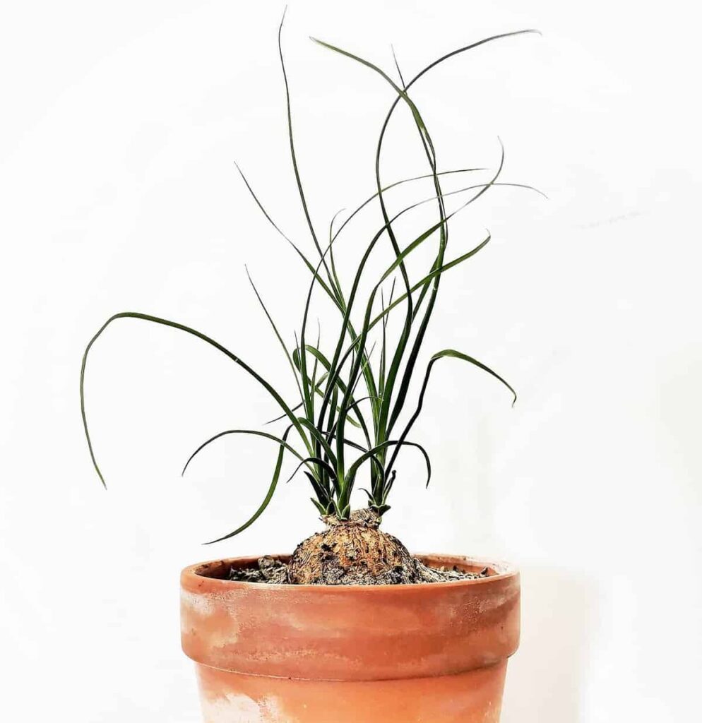 Albuca Augrabies Hills