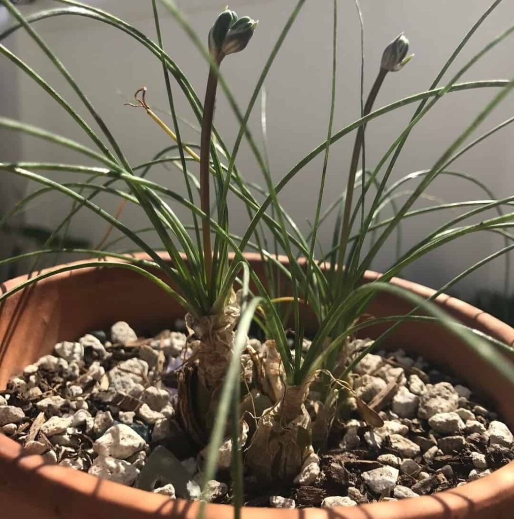 Albuca Augrabies Hills