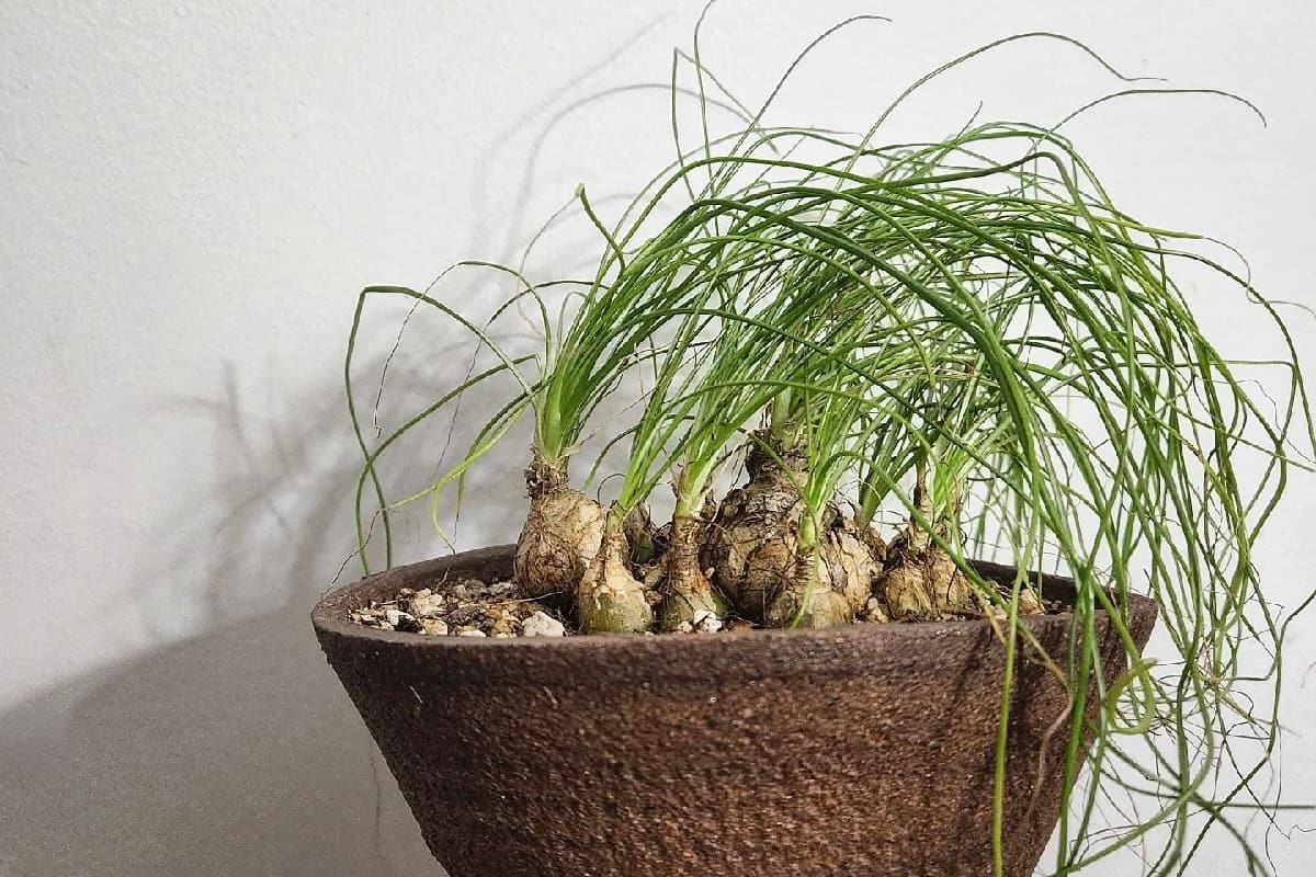Albuca Augrabies Hills