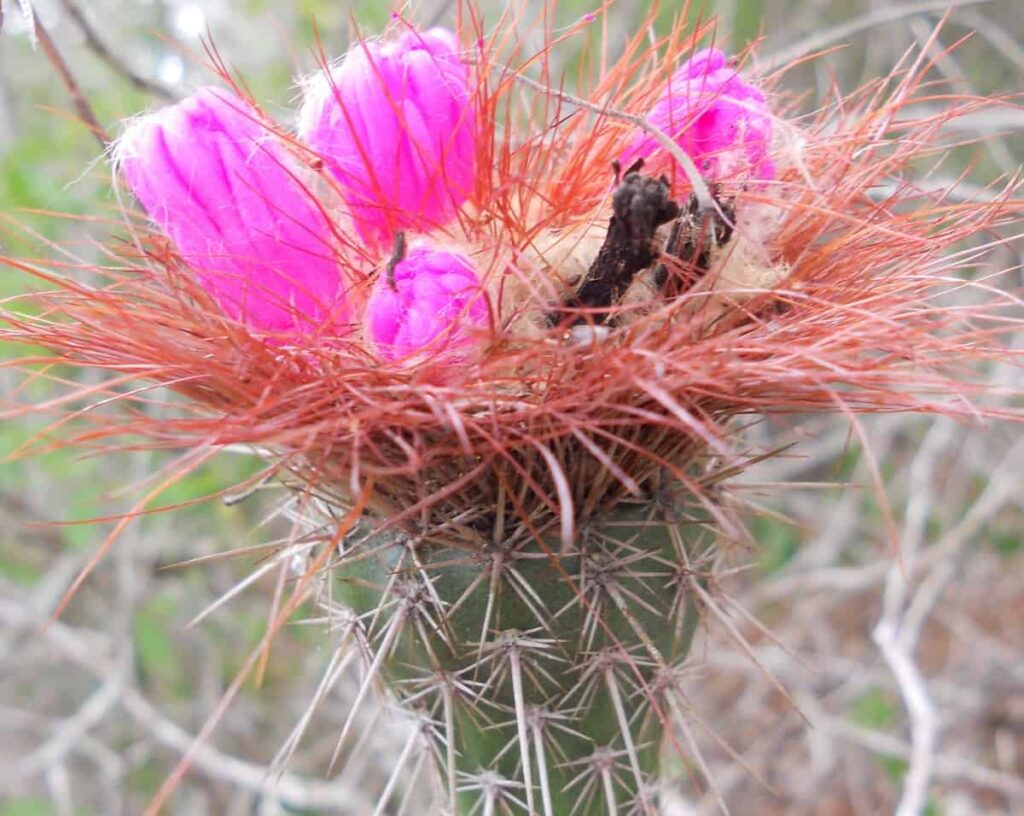 Arrojadoa penicillata