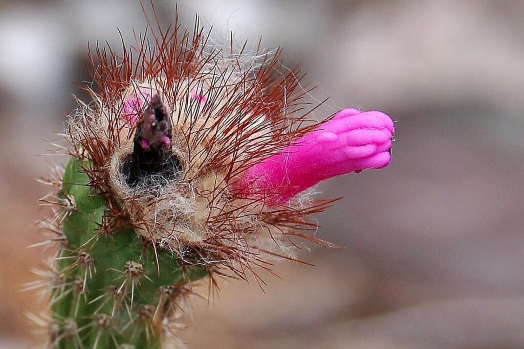 Arrojadoa penicillata