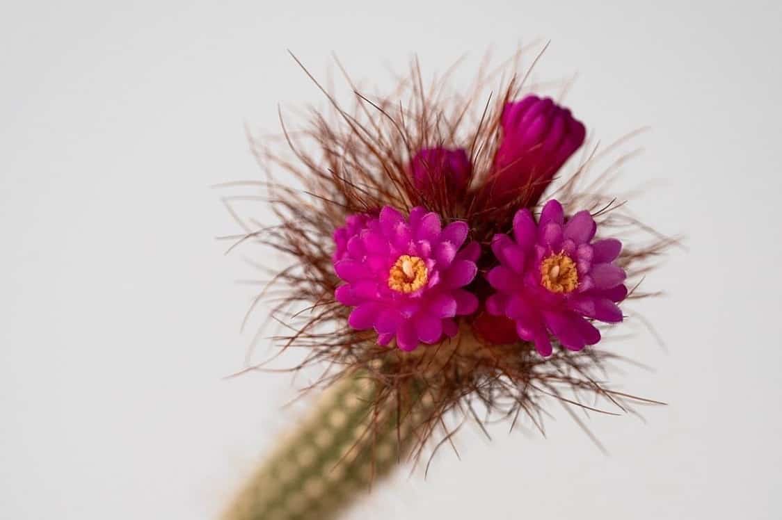 Arrojadoa penicillata