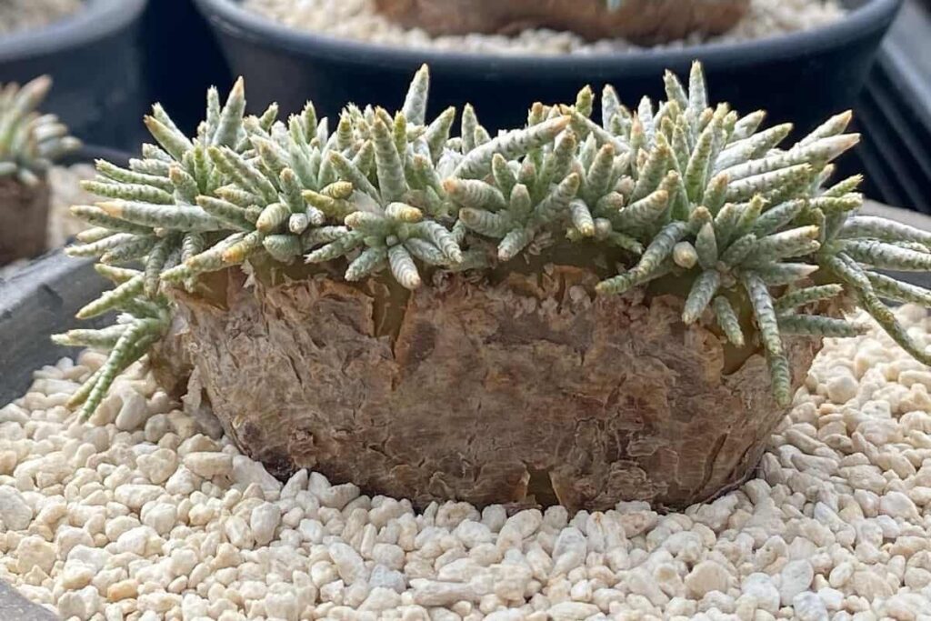 Avonia alstonii