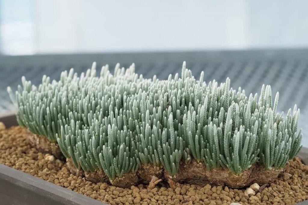 Avonia alstonii
