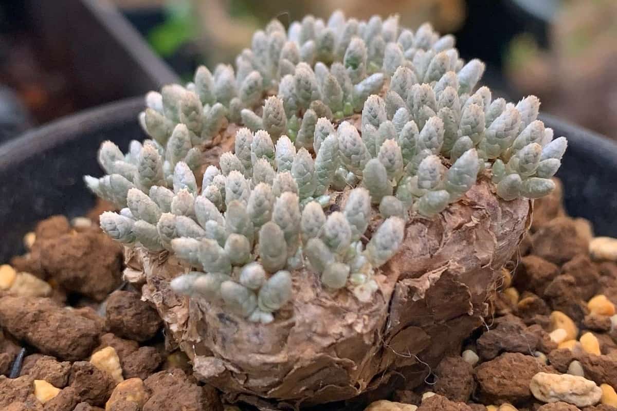 Avonia alstonii