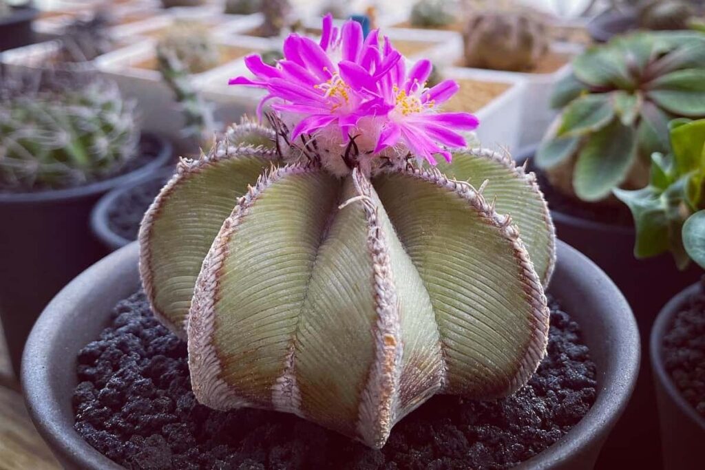 Aztekium hintonii