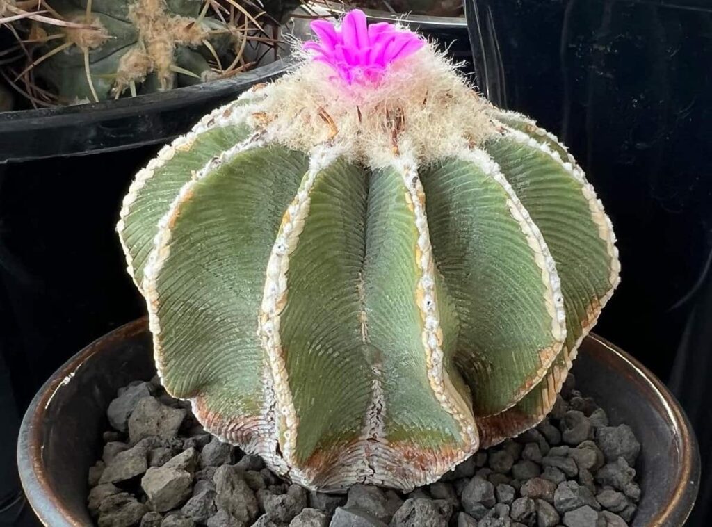 Aztekium hintonii