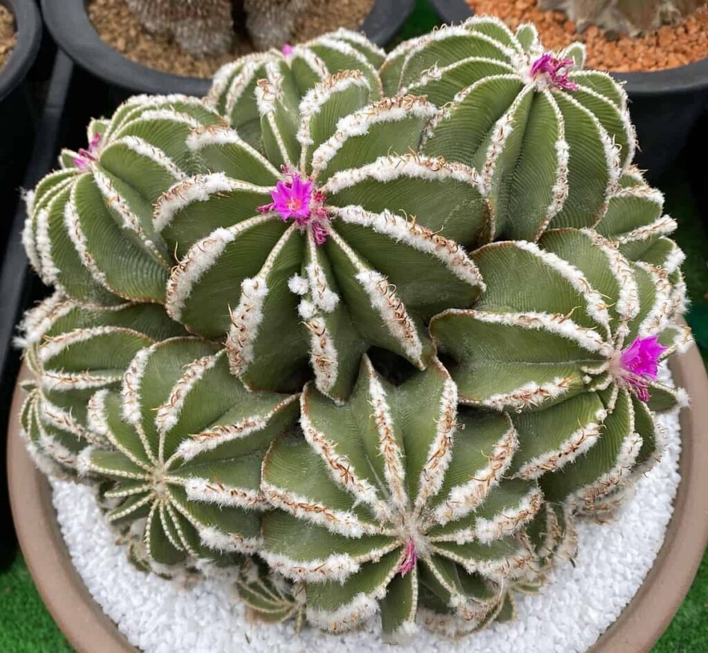 Aztekium hintonii