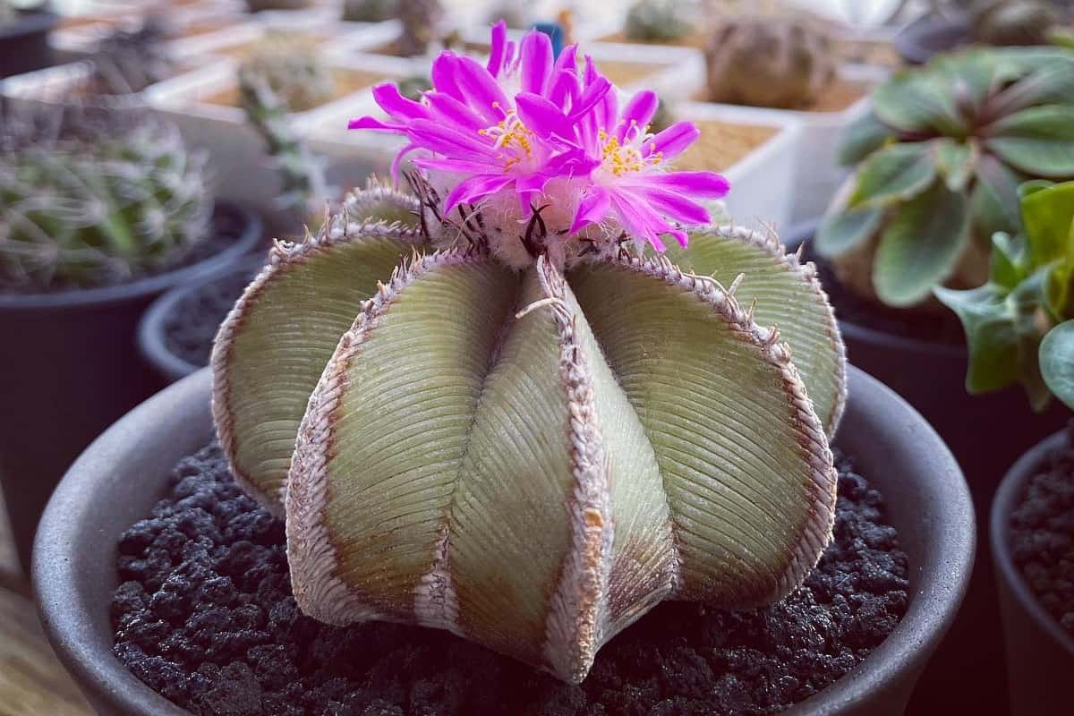 Aztekium hintonii